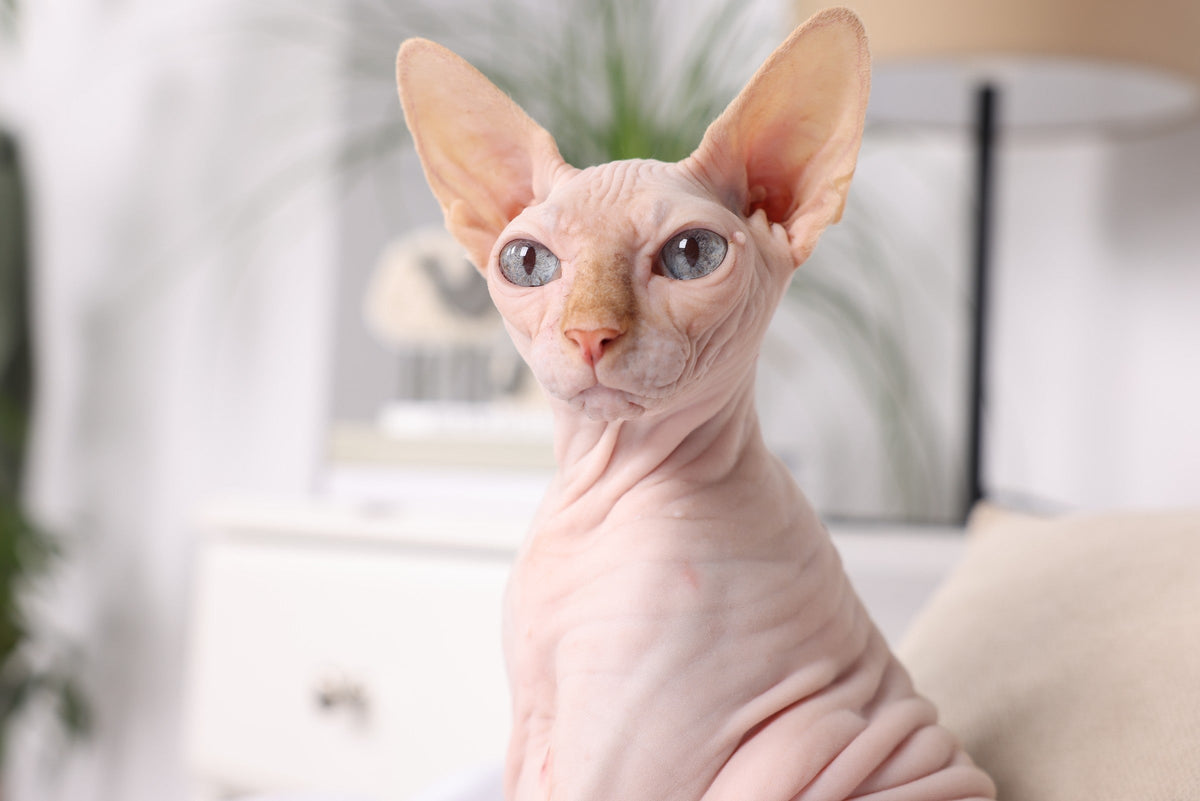 Pink hairless cat with large ears sitting indoors.