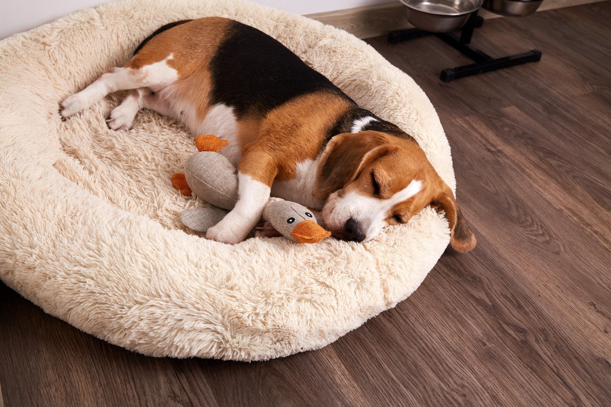 Tricolour dog sleeping in a cream bed beside a stuffed duck toy.