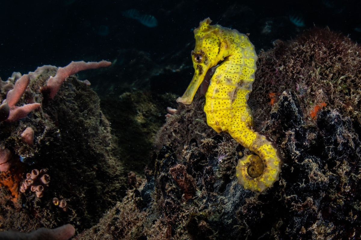 Yellow seahorse beside algae-covered reef growth underwater.