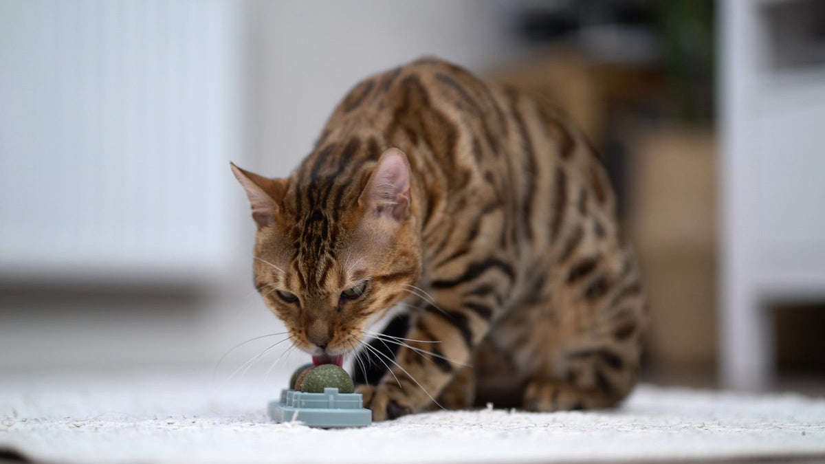 Spotted tabby cat licking a green ball in a small plastic holder.