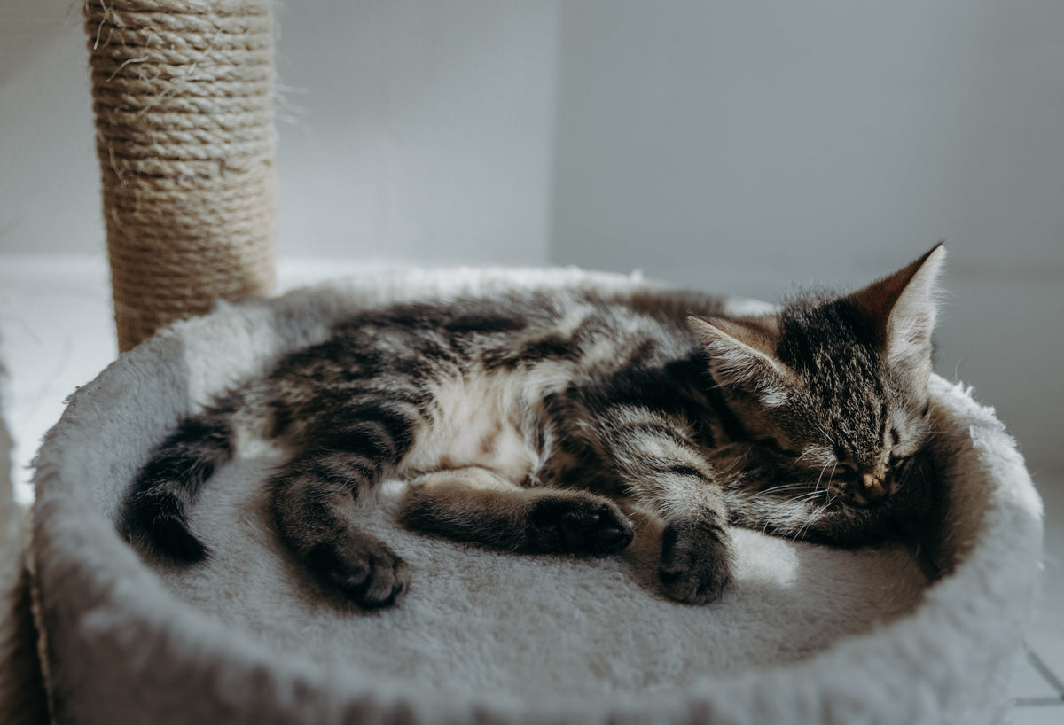 Tabby kitten sleeping in a round bed beside a scratching post.