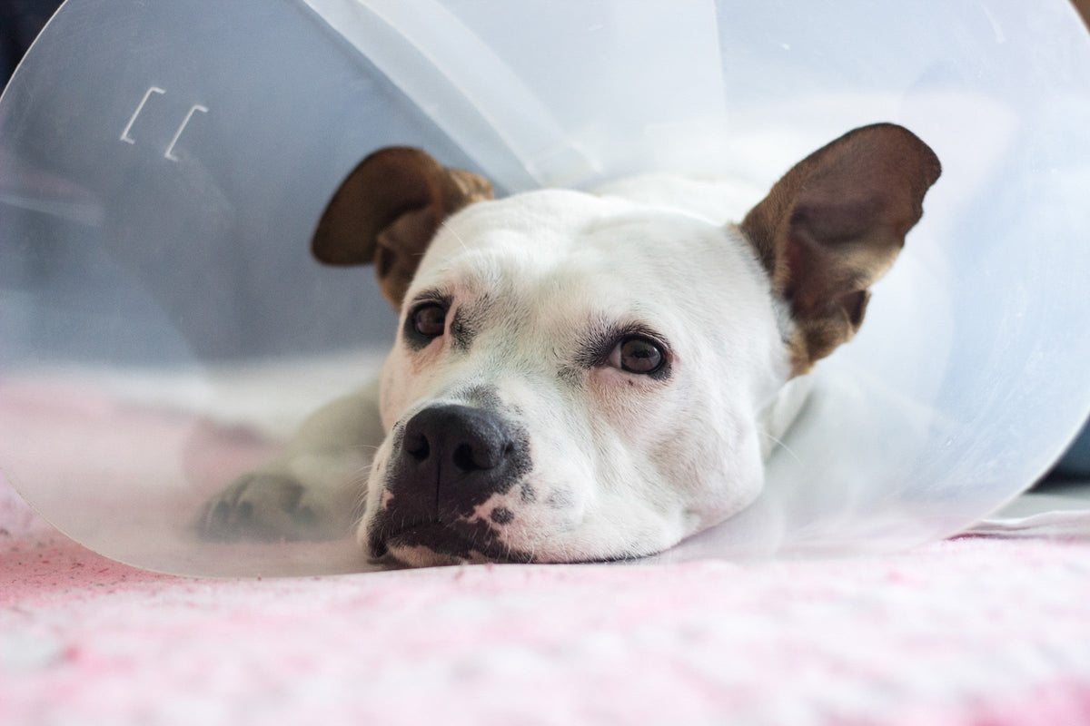 White-and-brown dog wearing a clear protective cone while resting on a blanket.