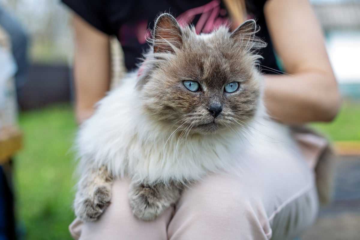 Long-haired colourpoint cat with blue eyes resting on a person's lap.