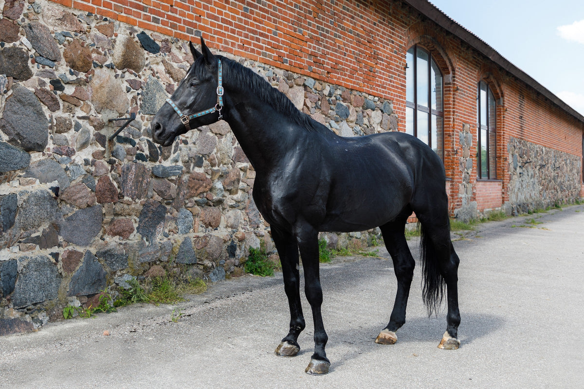 Black horse wearing a halter beside a stone-and-brick stable wall.