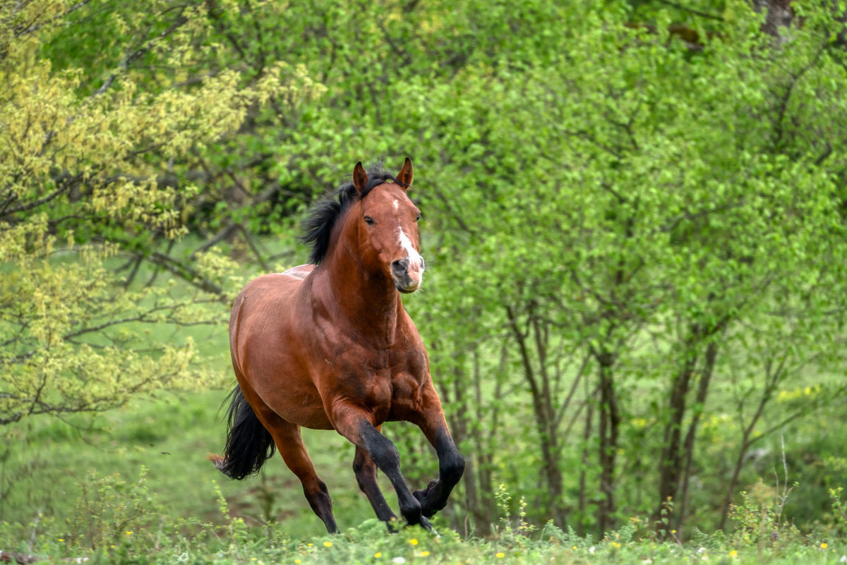 Bay horse running across grass beside leafy trees.