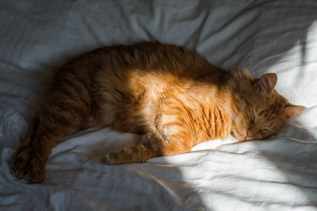 Ginger cat sleeping on bedding in a patch of sunlight.