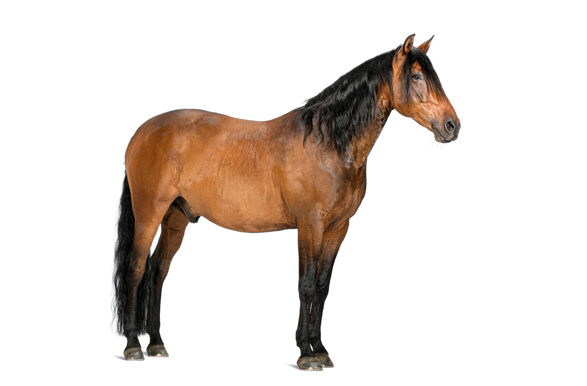 Brown horse with a black mane and tail standing in profile against a white background.