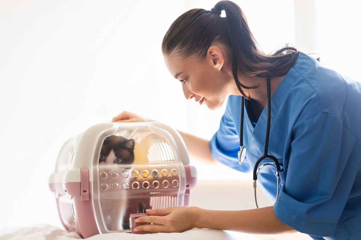 Veterinarian leaning toward a cat inside a carrier on an examination table.