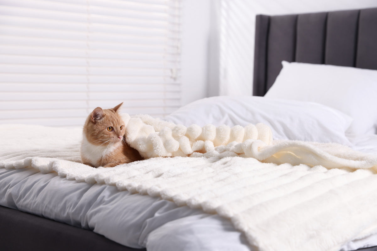 Ginger-and-white cat resting under a cream blanket on a bed.