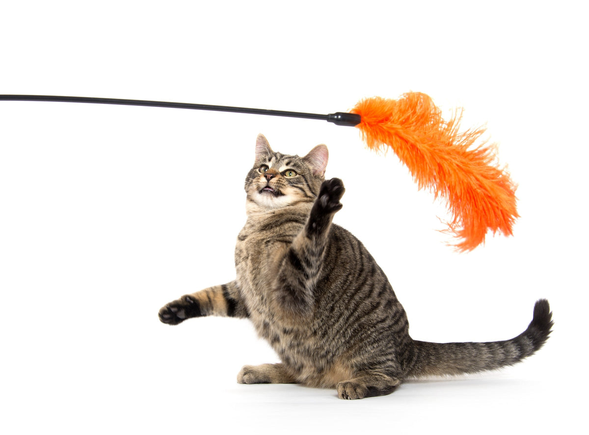 Tabby cat reaching a paw toward an orange feather wand toy.