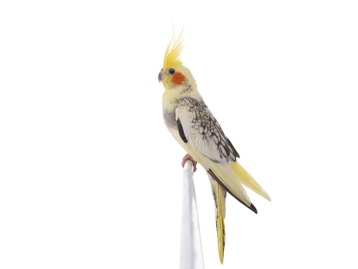 Yellow-and-grey cockatiel perched against a white background.