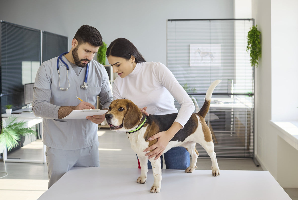 Veterinarian taking notes while a person holds a dog on an examination table.