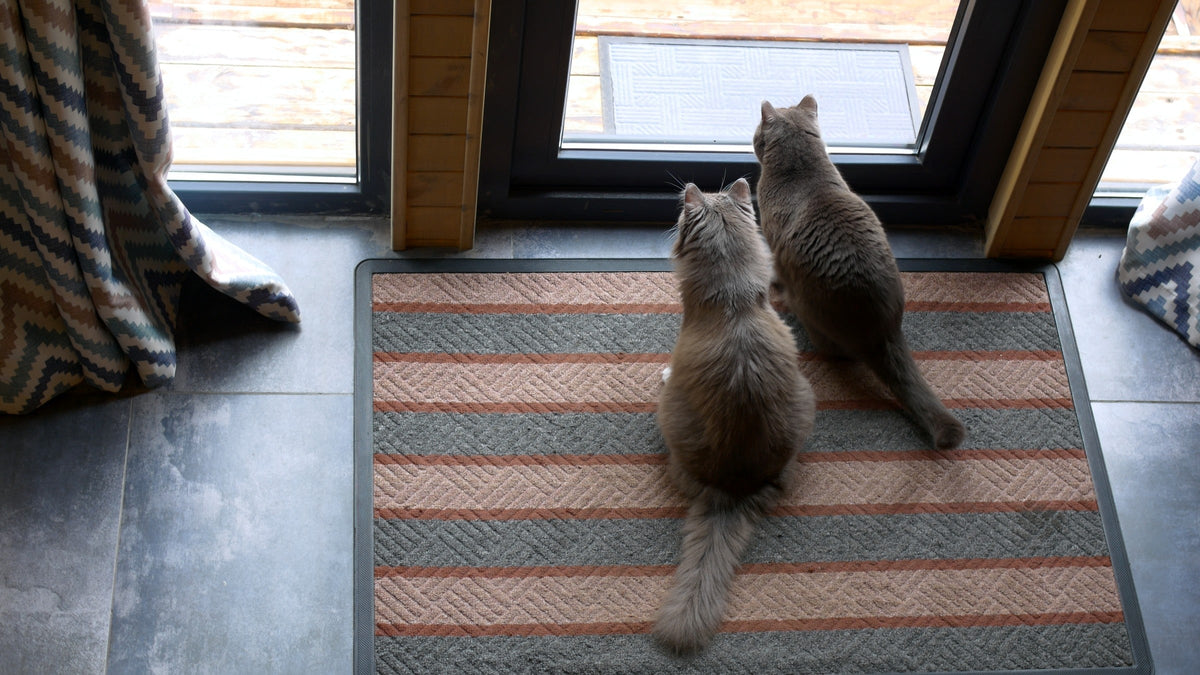 Two grey cats sitting together on a mat beside a glass door.