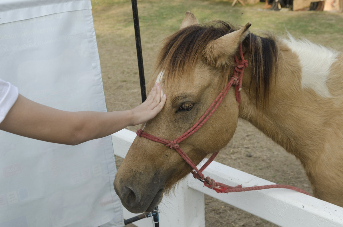 Hand gently touching the forehead of a tan-and-white horse wearing a red halter.