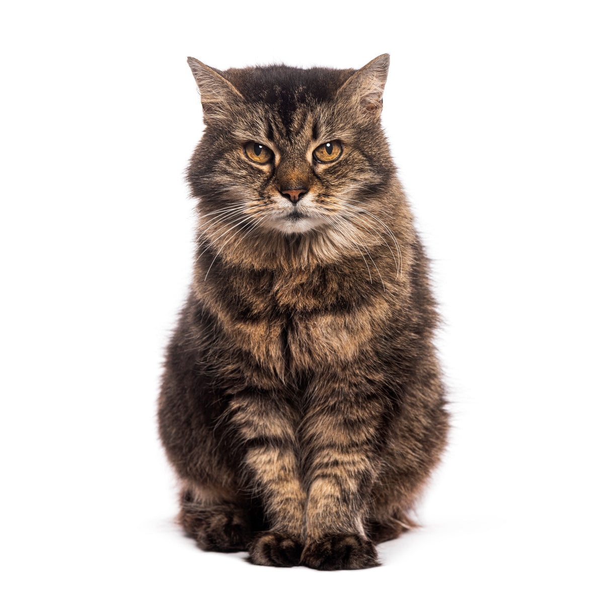 Brown tabby cat sitting against a white background.