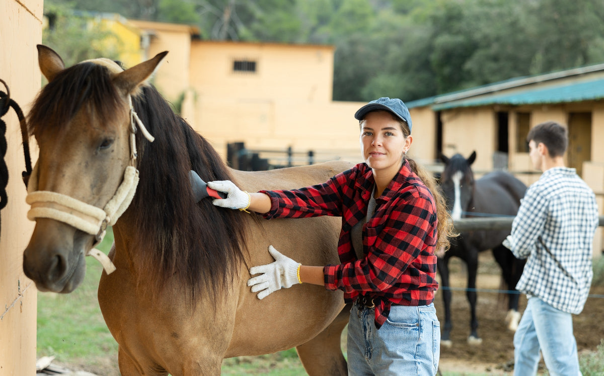 Person grooming a dun horse with a dark mane outside a stable.