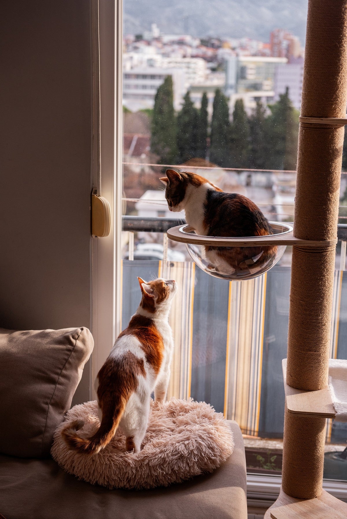 Two calico cats on separate resting spots beside a window and scratching post.