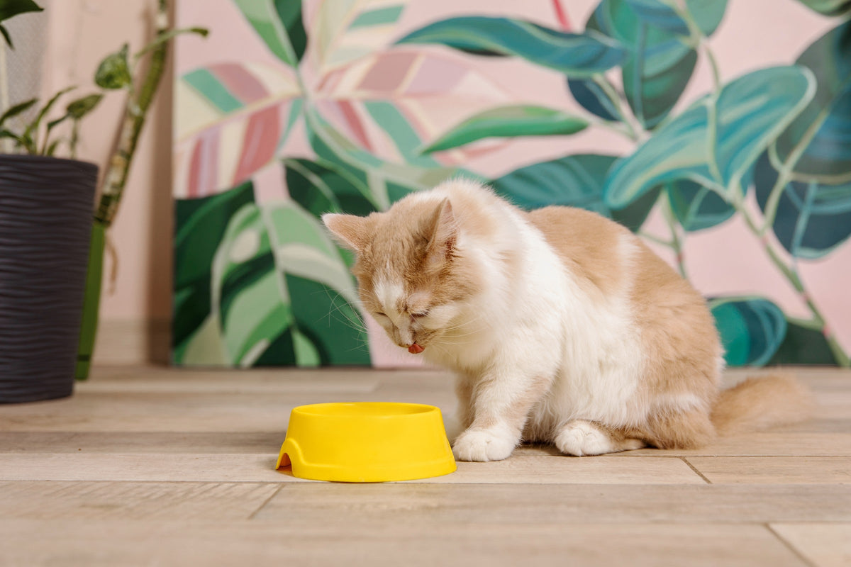 Cream-and-white cat sitting beside a yellow food bowl.