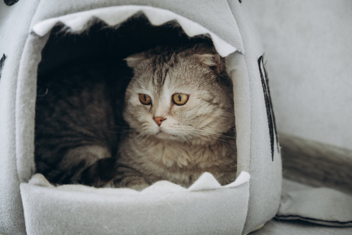 Tabby cat resting inside an enclosed grey pet bed.
