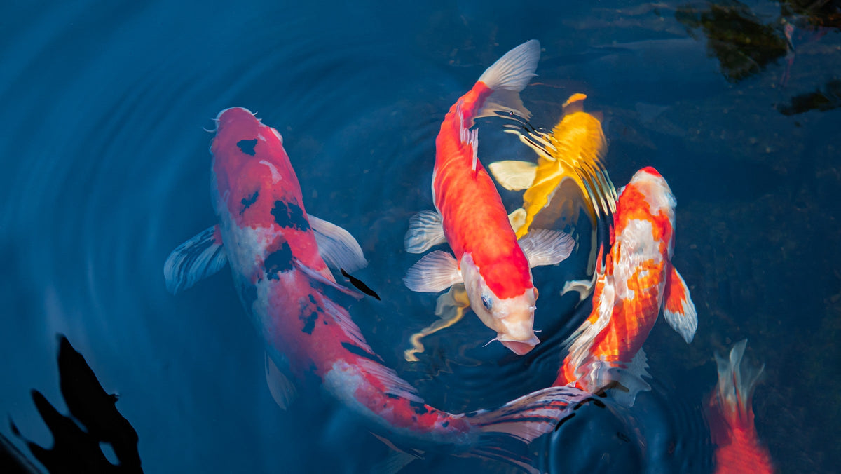 Colourful koi swimming near the surface of a pond.