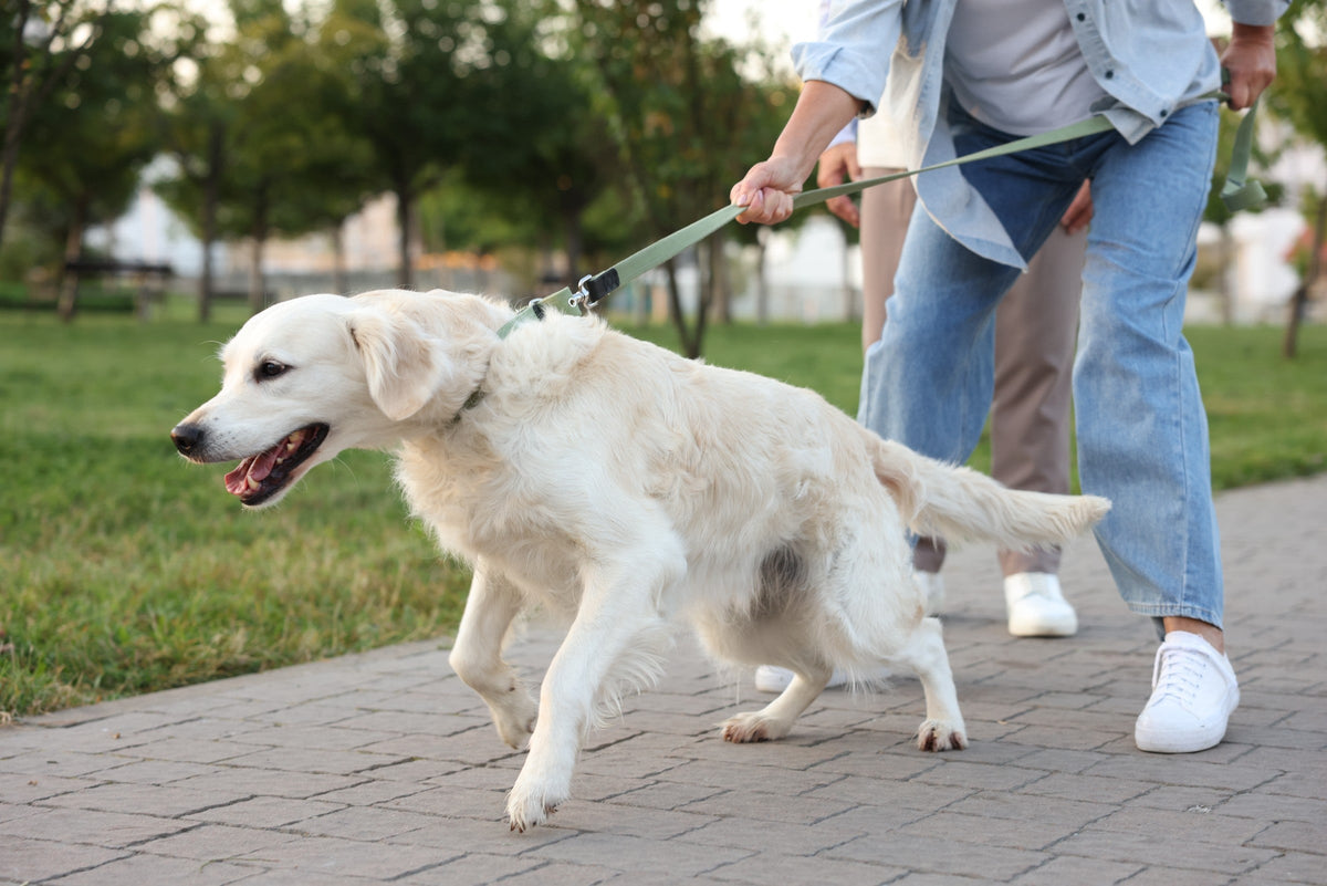 Cream-coloured dog pulling forward on a lead held by a person on a park path.
