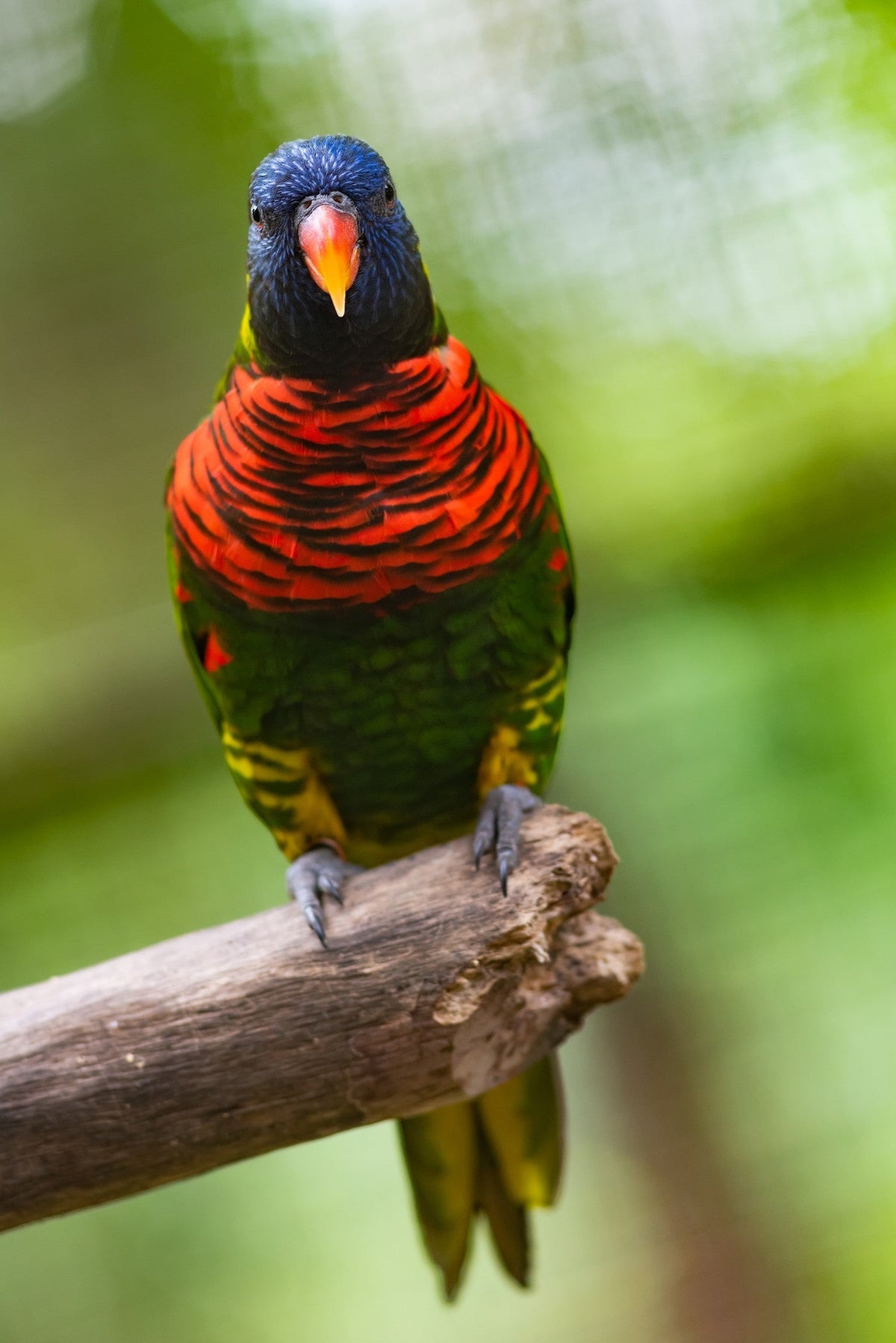 Colourful lorikeet with a blue head and red breast perched on a branch.