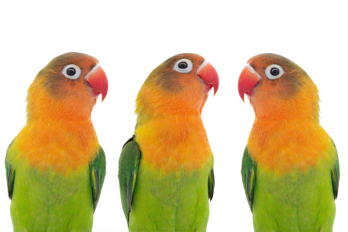 Three green and orange lovebirds with red beaks against a white background.