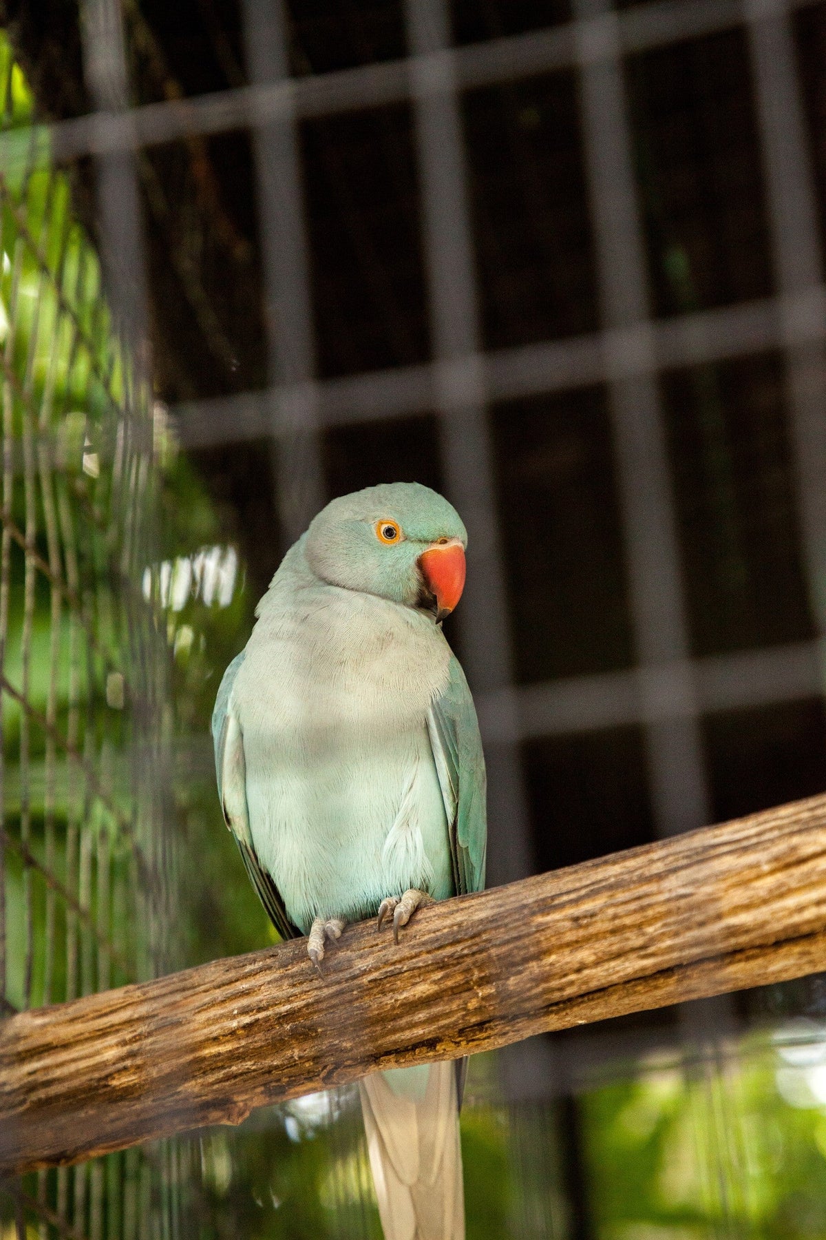 Pale blue-green parakeet with an orange beak perched on a wooden branch.