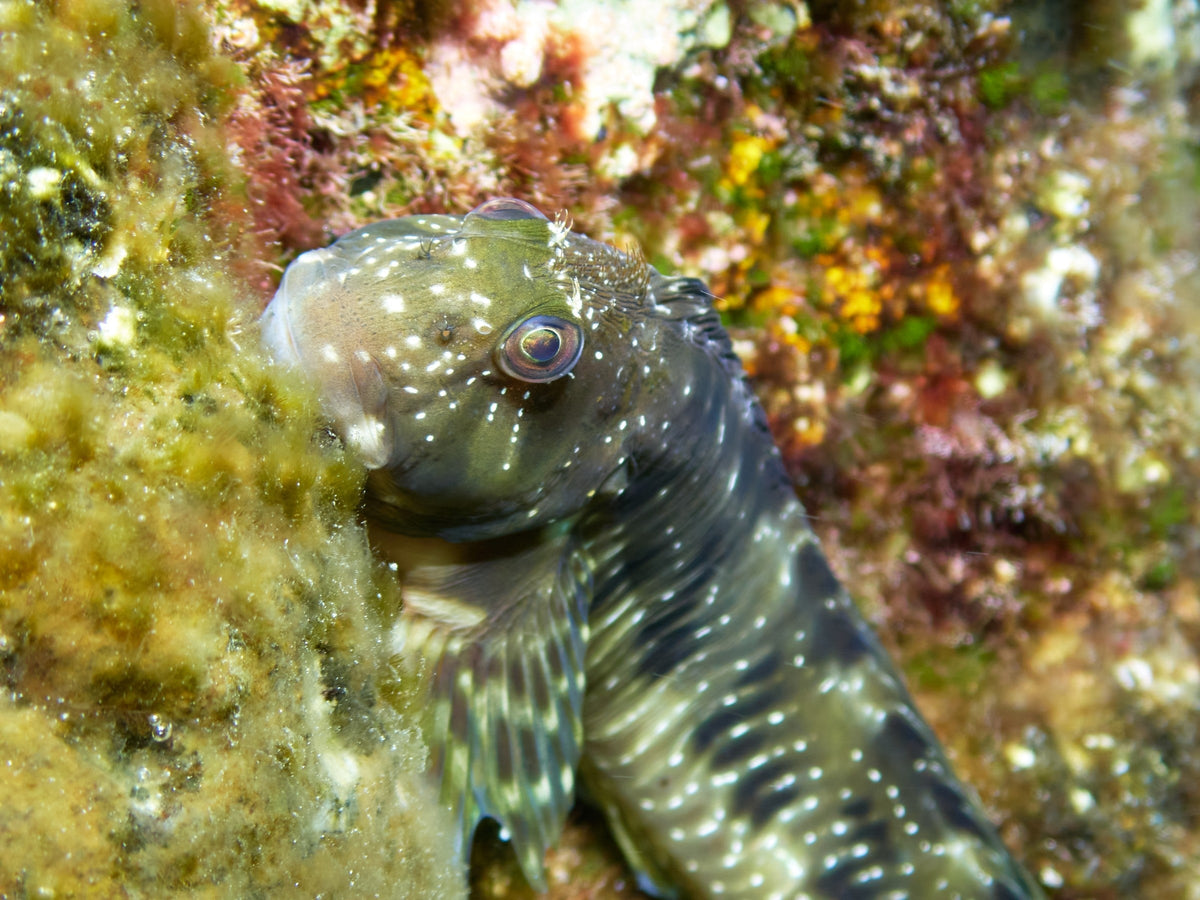 Close-up of a spotted blenny beside algae-covered reef rock.