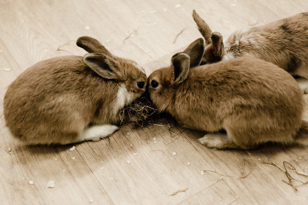 Three brown-and-white rabbits gathered around hay on a wooden floor.