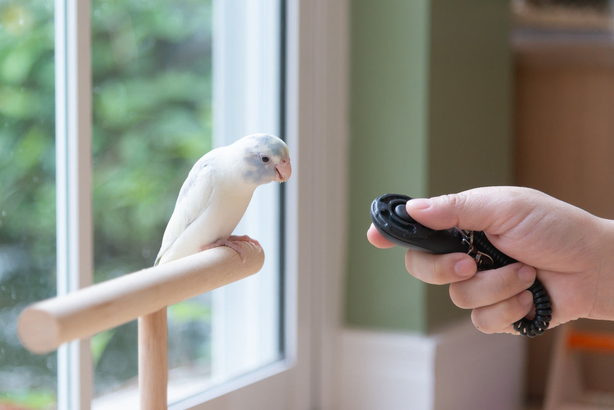 Small white parrot on a wooden perch beside a hand holding a training clicker.