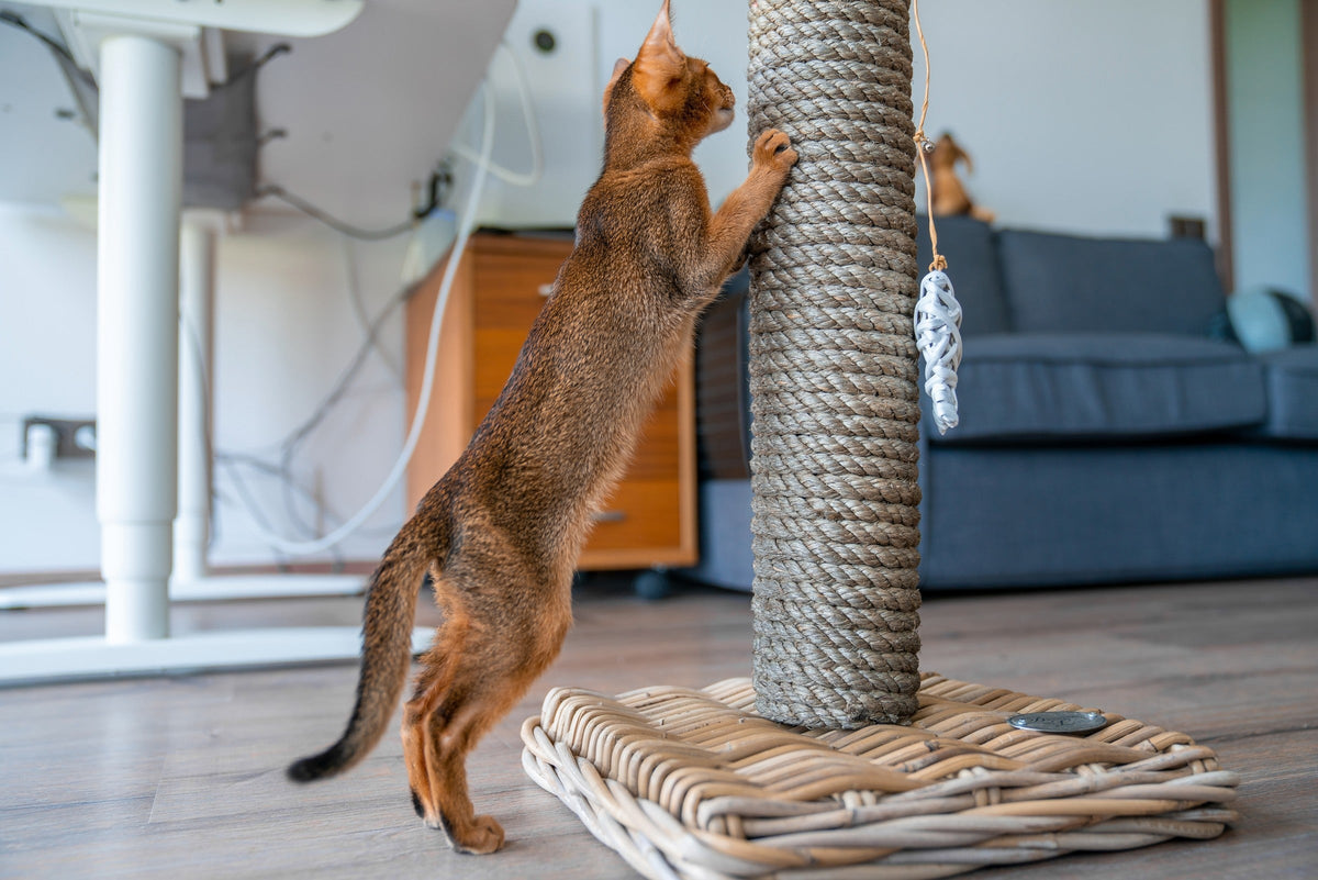A reddish-brown cat standing on its hind legs and scratching a tall rope-covered scratching post indoors.