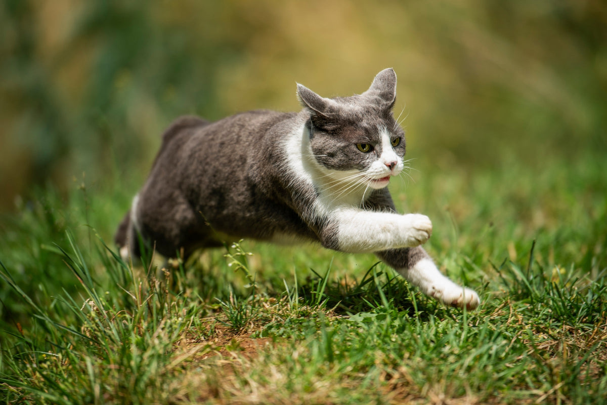 Grey-and-white cat running across grass with its front paws extended.