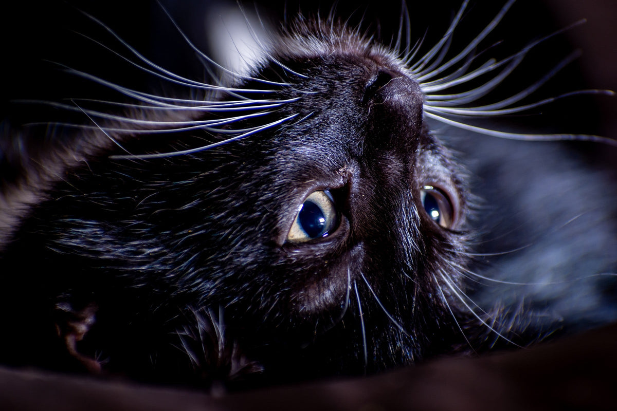 Close-up of a black cat lying upside down with its long white whiskers visible.