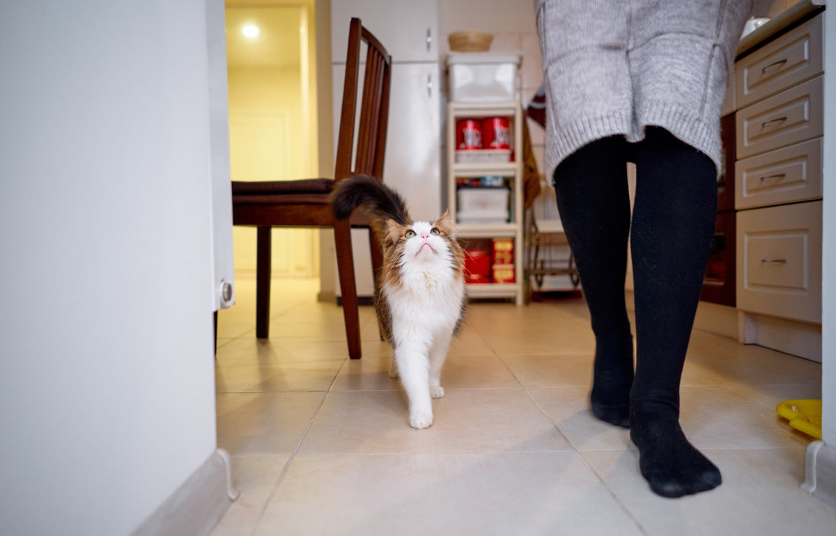 Long-haired cat walking beside a person's legs across a tiled kitchen floor.
