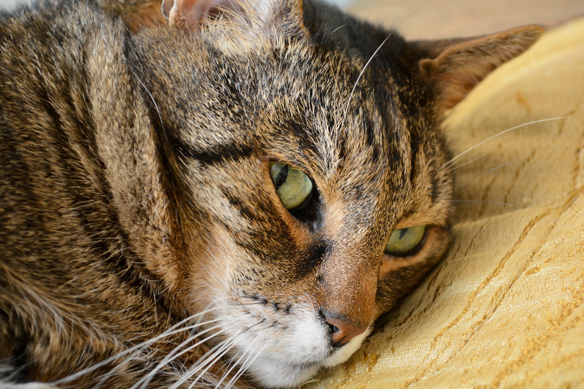 Close-up of a tabby cat resting its head against a yellow cushion.