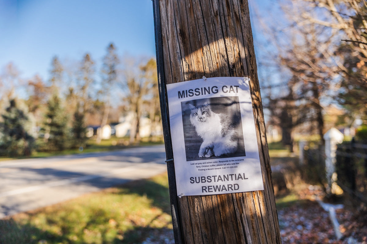 Missing cat poster attached to a wooden utility pole on a residential street.
