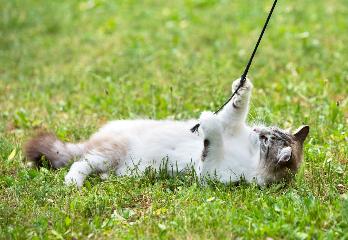A long-haired white-and-brown cat lying on grass and reaching up toward a wand toy.