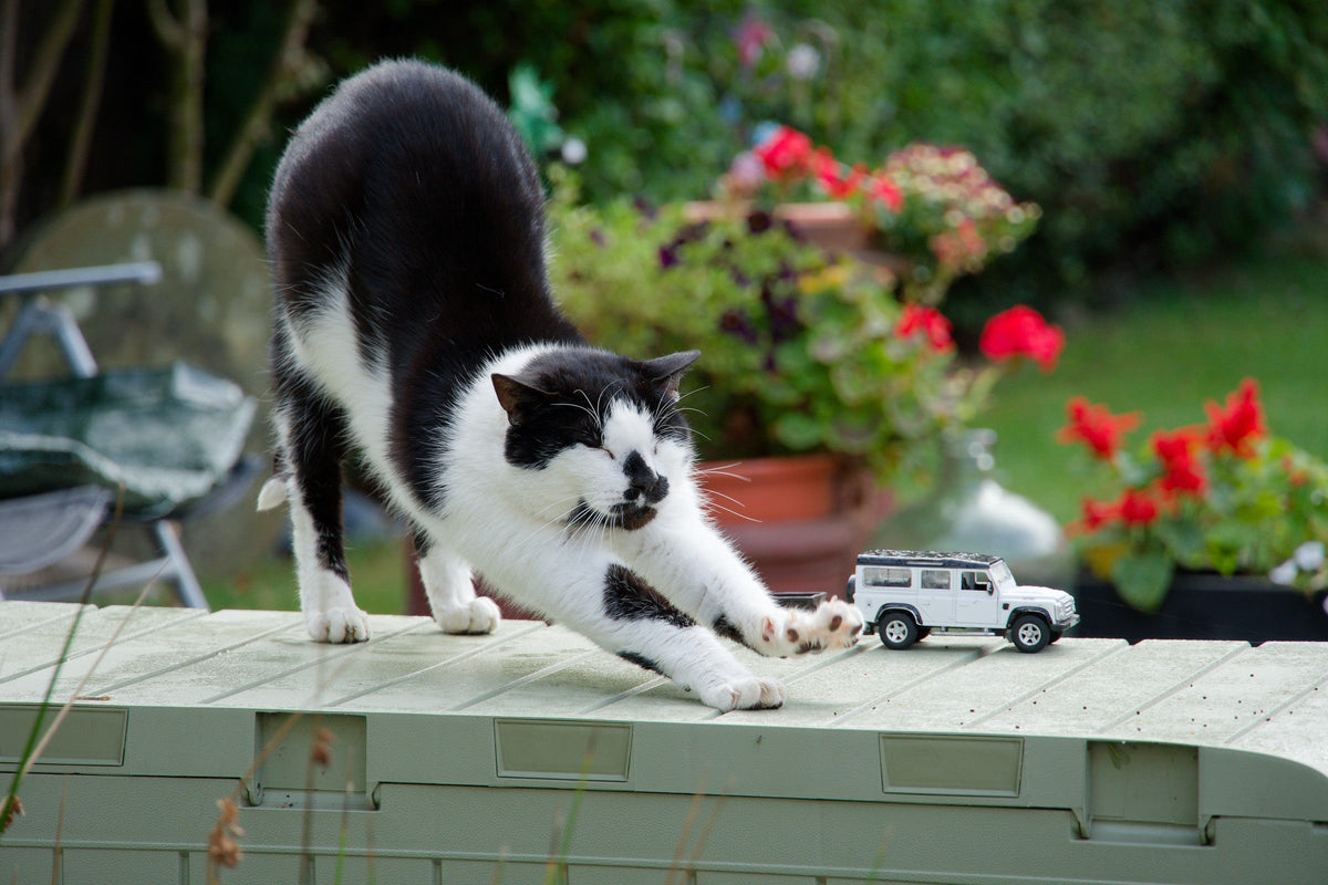 A black-and-white cat stretching with its front legs extended on a garden storage box beside a toy vehicle.