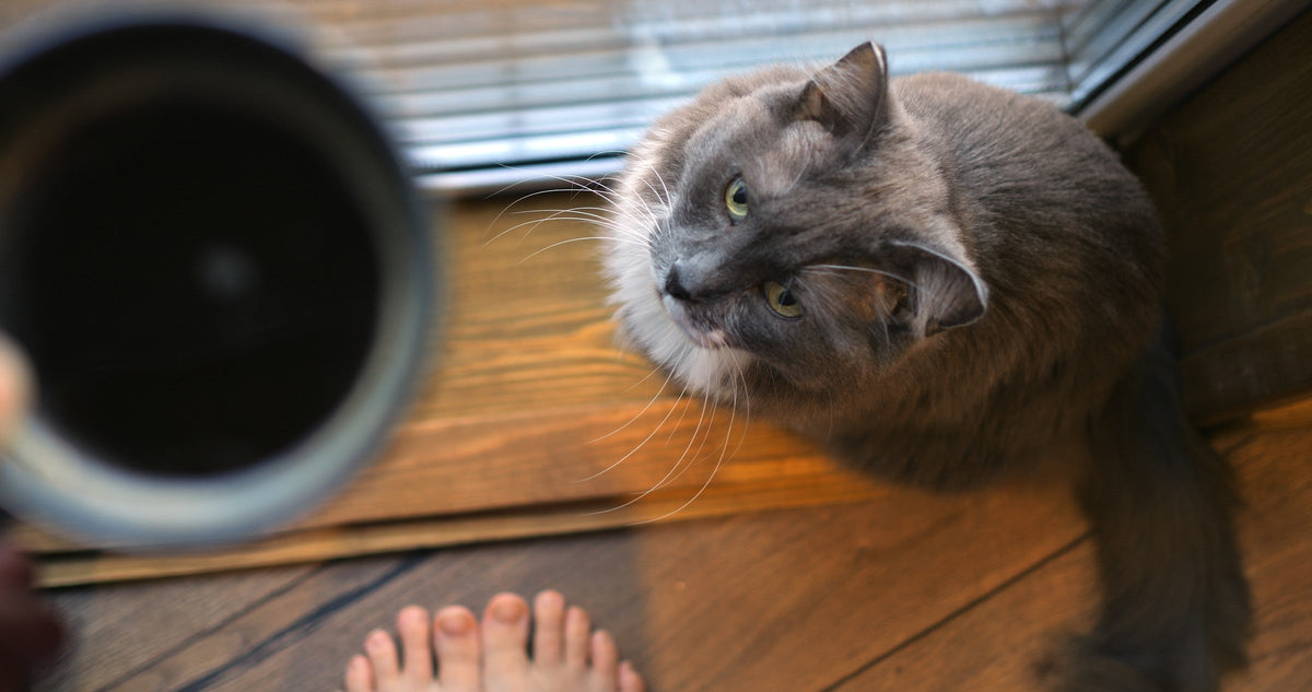 A grey cat looking up beside a person’s bare foot on a wooden floor, with a mug in the foreground.