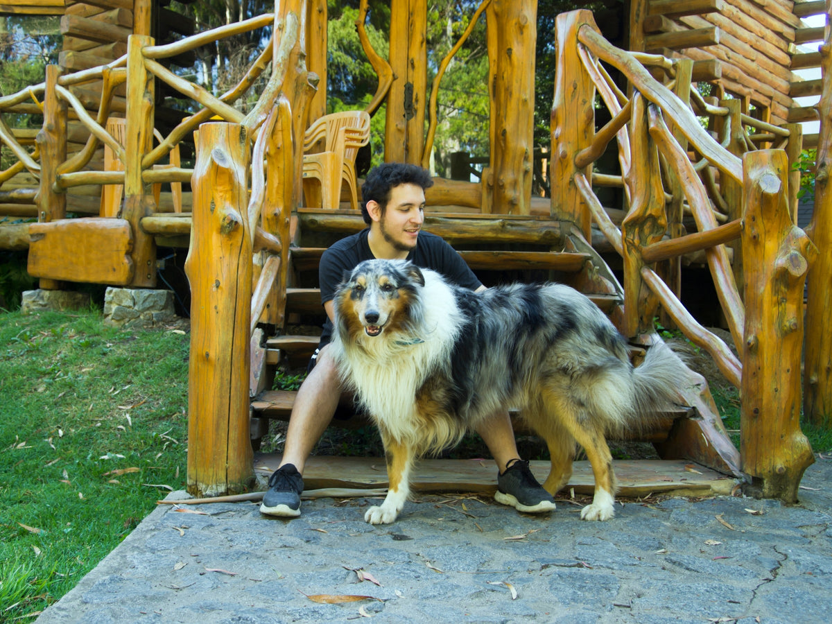 Person sitting on wooden steps and petting a long-haired tricolour dog.