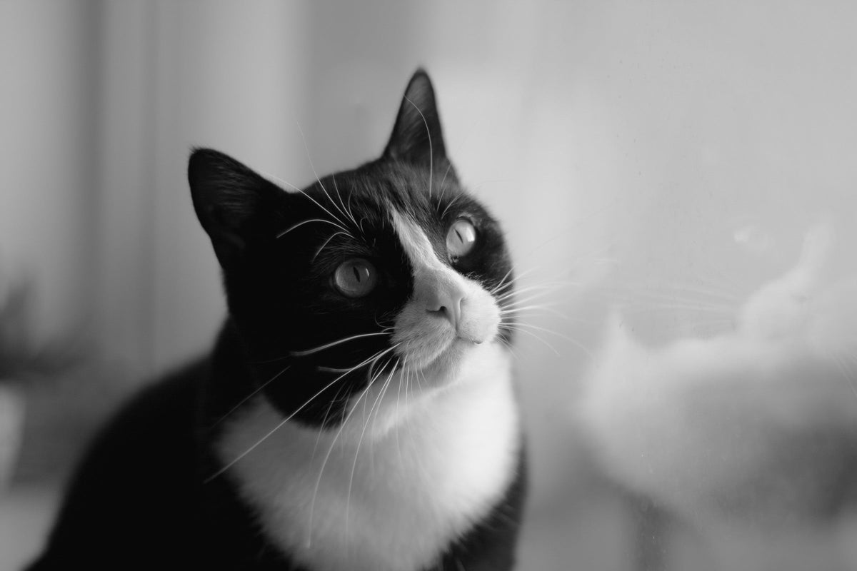 Black-and-white cat looking toward a window.