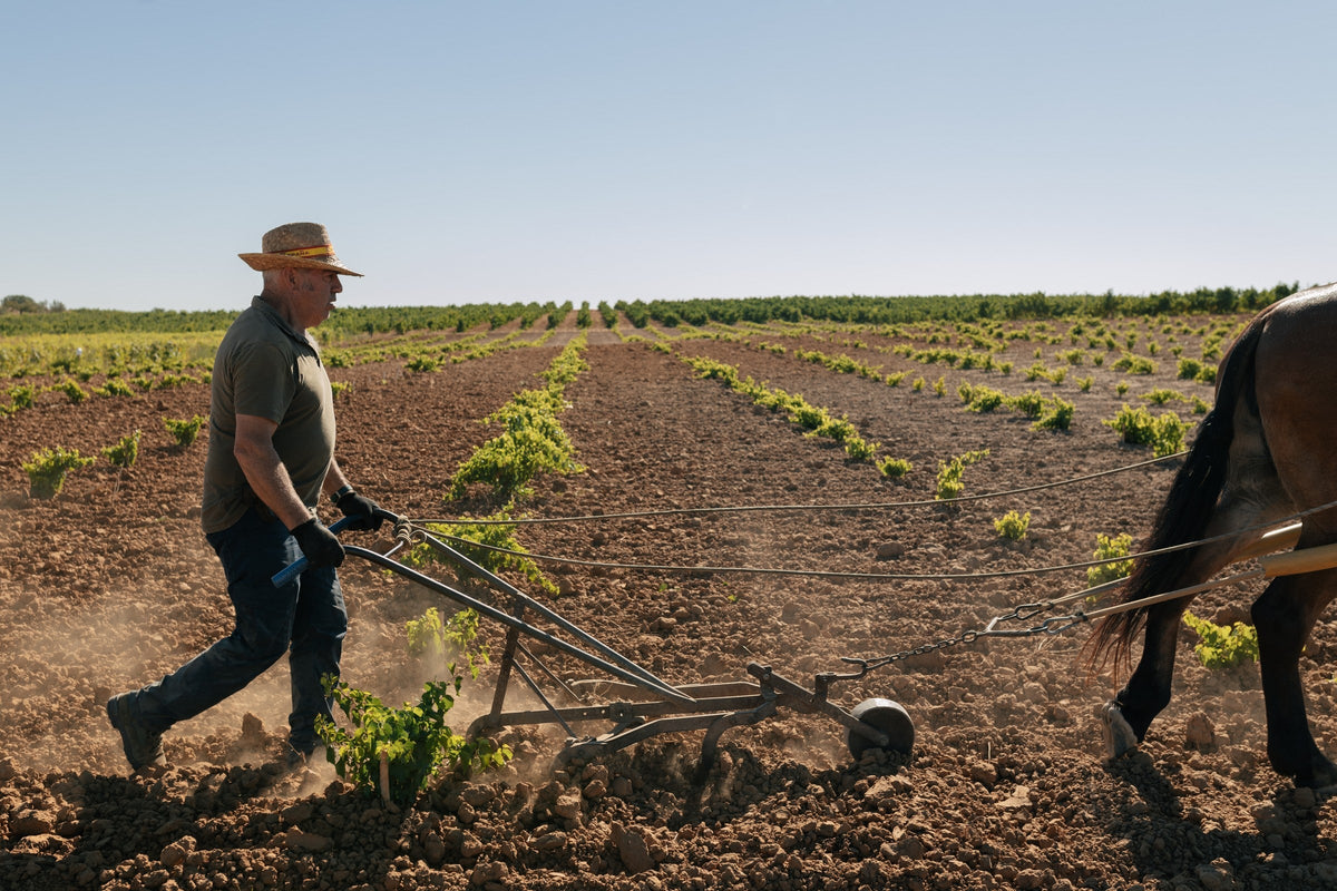 Person guiding a horse-drawn cultivator through rows in a field.