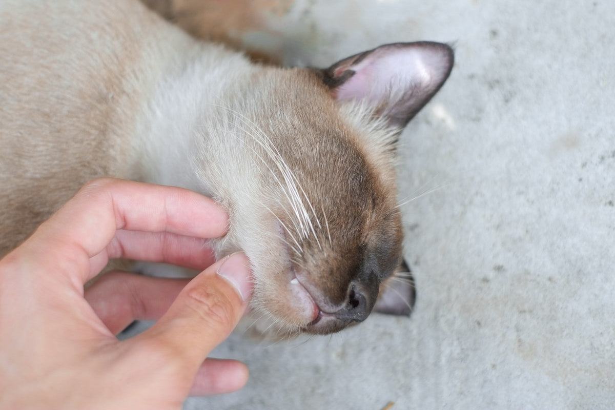 A cream-and-brown cat with its eyes closed as a hand strokes beneath its chin.