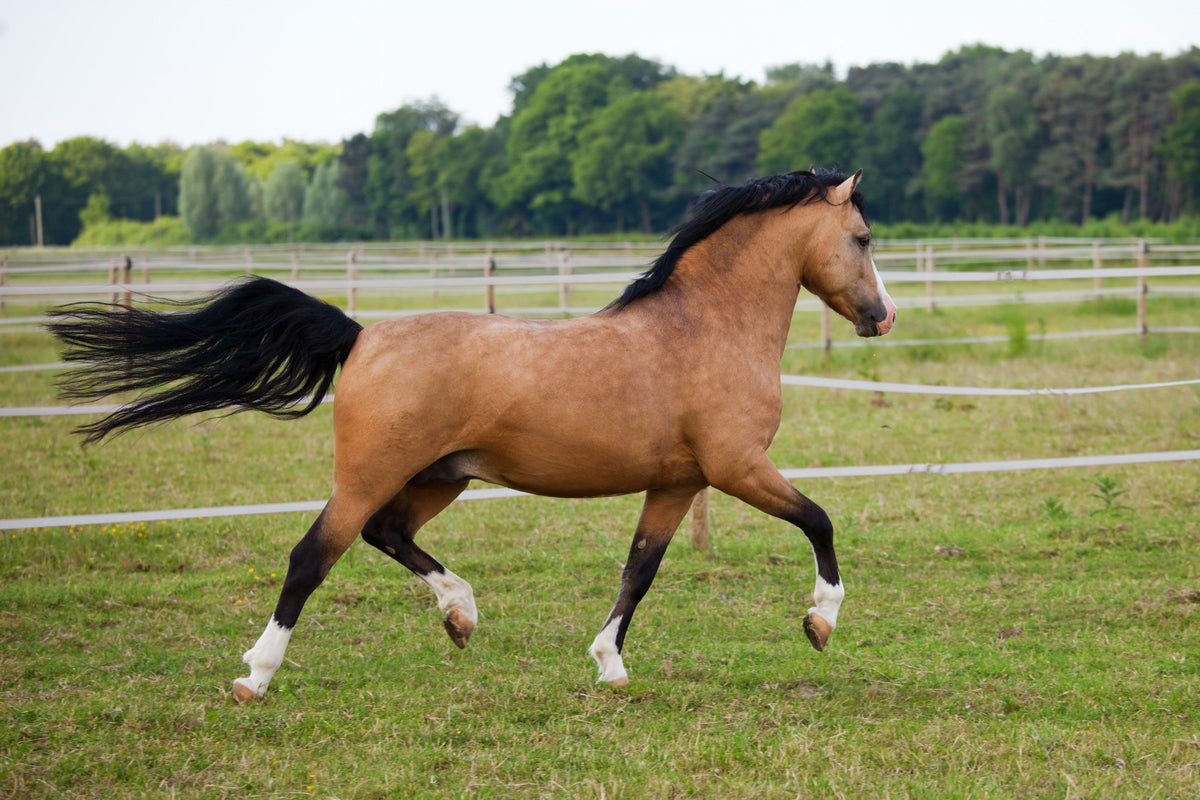 Welsh Cob pony running across a grassy paddock with its mane and tail flowing.