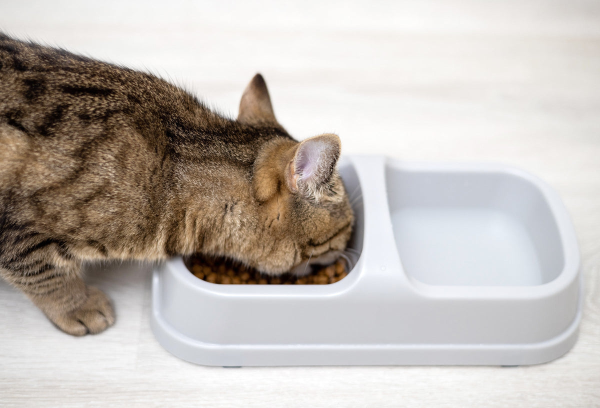 Tabby cat eating dry food from a white feeding bowl.