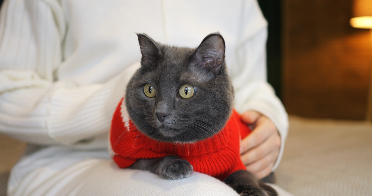 Grey cat wearing a red knitted sweater while sitting on a person's lap.