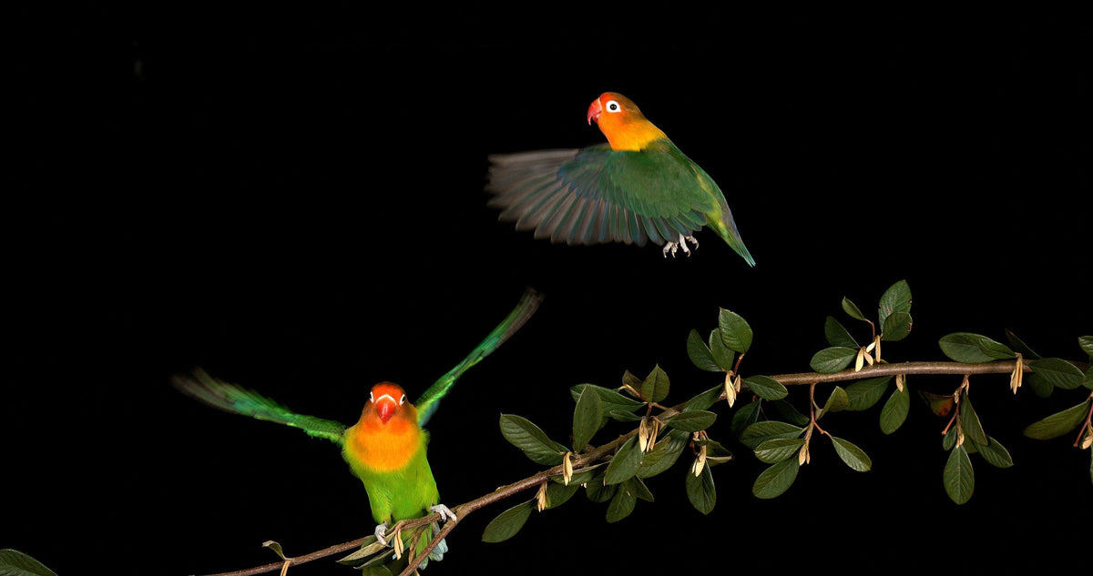 Two green-and-orange lovebirds beside a leafy branch, one in flight.