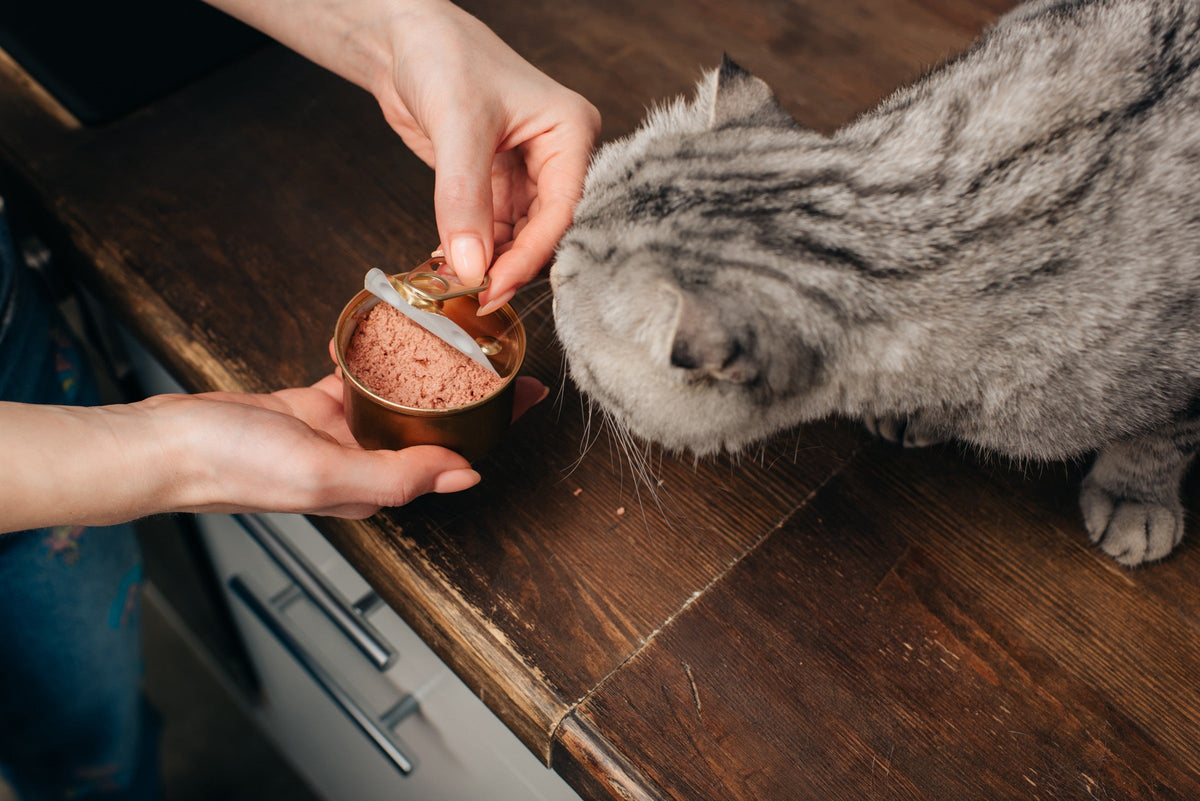 Grey cat sniffing an opened tin of wet food held by a person.