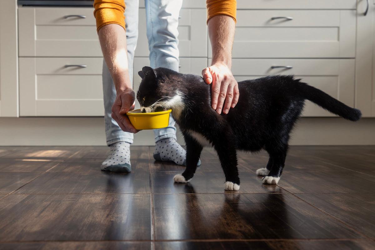Black-and-white cat eating from a yellow bowl held by a person in a kitchen.